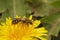 Closeup on an Orange legged furrow bee, Halictus rubicundus, sitting in a yellow Taraxacum in Northern Oregon