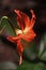 Closeup of orange lily flower