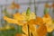 Closeup of orange mock poppies