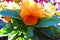 Closeup of orange pansy backlit by morning sunlight