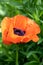 A closeup of a orange Papaver flower.