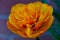Closeup of an orange Persian buttercup against a blurred background