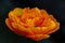 Closeup of an orange Persian buttercup against a blurred background