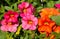 Closeup of orange and pink Calibrachoa flowers
