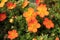 Closeup of orange potentilla shrub flowers in summer