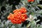 Closeup of orange pyracantha on a shoot