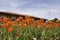 Closeup of orange and red tulips with the historic Mount-Royal Chalet in the background