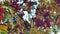 Closeup of orange Rowan berries or Mountain Ash tree with ripe berries in autumn