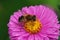 Closeup on the orange spined drone fly, Eristalis nemorum