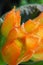 Closeup orange sunset bells chrysothemis pulchella  in garden and soft focus and blurred for background ,nature background