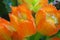 Closeup orange sunset bells chrysothemis pulchella  in garden and soft focus and blurred for background ,nature background