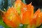 Closeup orange sunset bells chrysothemis pulchella  in garden and soft focus and blurred for background ,nature background