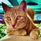 Closeup of Orange Tabby Cat