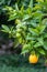 Closeup of an orange tree with partly unripe oranges in Valencia