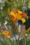 Closeup of Orange and Yellow Tiger Lily