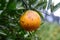 Closeup oranges hanging tree.