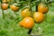 Closeup oranges on tree