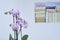 Closeup of orchid blossoms with an unsharp background of books in a wall in a modern country house, interieur