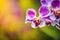 Closeup orchid flowers branch. ai generative