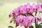 Closeup of orchid phalaenopsis. Bouquet of orchids