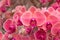 Closeup of orchid phalaenopsis. Bouquet of orchids
