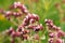 Closeup of oregano growing in a garden under the sunlight with a blurry background