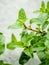 Closeup oregano leaves from the herb garden. Fresh oregano herb