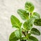 Closeup oregano leaves from the herb garden. Fresh oregano herb