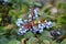 Closeup of Oregon grape or Mahonia aquifolium evergreen shrub flowering plant clusters of dusty blue berries and pinnate leaves