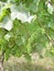 Closeup of Oregon White Wine Grapes