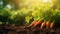 Closeup of organic carrot vegetable growing in rich garden soil with rustic background