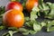 Closeup of organic fruits and plant, whole blood oranges and mint on the dark surface