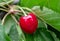 Closeup of organic red ripe cherry growing on branch