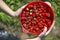 Closeup on organic strawberries freshly harvesting by young woman