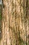 Closeup of organic tree bark