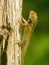 Closeup of Oriental Garden Lizard Calotes versicolor in tree Bukit Lawang Sumatra