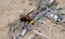Closeup of an Oriental hornet on dried branches on the ground with a blurry background