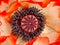 Closeup  of an oriental poppy flower with white and red petals