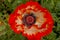 Closeup of an oriental poppy flower with white and red petals