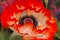 Closeup  of an oriental poppy flower with white and red petals