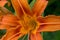 Closeup of Original Orange Daylily flower. Hemerocallis fulva