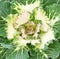 Closeup of ornamental kale