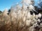 Closeup of ornamental pampas grass blowing in wind on a sunny day