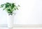 Closeup Ornamental plant in white ceramic pots and wall of building background