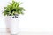 Closeup Ornamental plant in white ceramic pots and wall of building background
