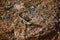 Closeup of an ornate crevice-dragon perched on a stone