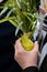 Closeup of an Orthodox, Jewish man holding a lulav and etrog on Sukkot.