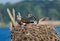 Closeup of an Osprey bird sitting on the edge of its nest feeding its hatchlings