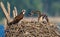 Closeup of an Osprey bird sitting on the edge of its nest feeding its hatchlings