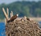 Closeup of an Osprey bird sitting on the edge of its nest feeding its hatchlings